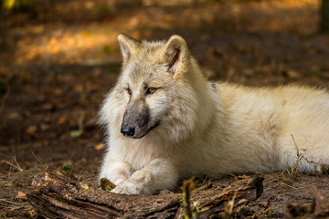 Obraz premium Wolf in the forest