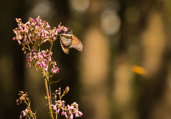 Monarch butterflies gathering nectar from purple ironweed flowers
