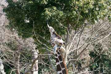 キリン　きりん　giraffe