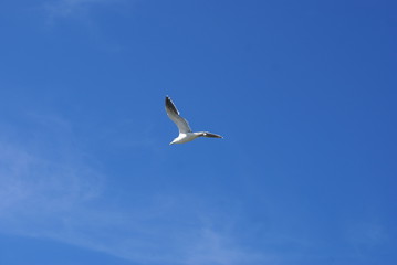 Seagall
