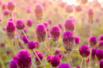 Fototapeta premium Purple amaranth flower in the garden with sunlight fair
