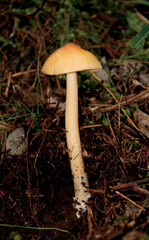 Mushrooms growing in the forest
