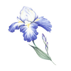 The composition of irises. Hand draw watercolor illustration - 137730102