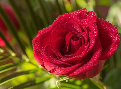 Closeup of a red rose with dew drops on a green background. Macro image, shallow depth of field.