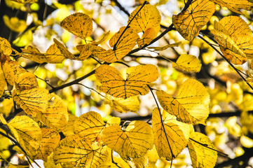 The yellow leaves of Tilia or lime tree with black veins in the fall lit by the sun