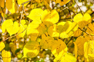 The yellow leaves of Tilia or lime tree in the fall lit by the sun