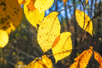 Yellowed leaves of Elm (Ulmus) in the fall lit by the sun