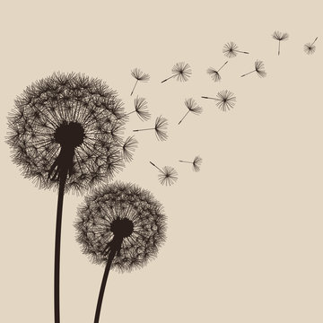 Nature background with flowers dandelions