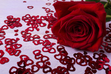 Fall in love concept with beautiful red rose on the small hearts background