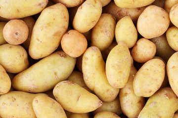 potato background