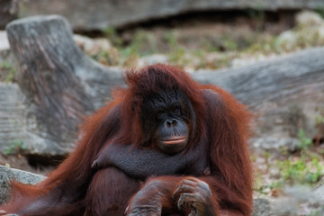 Obraz premium Orangutan or Pongo pygmaeus.