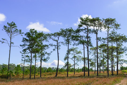 Pine forest landscape.