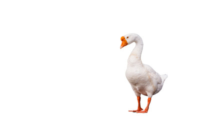 White swan, walking. on white background