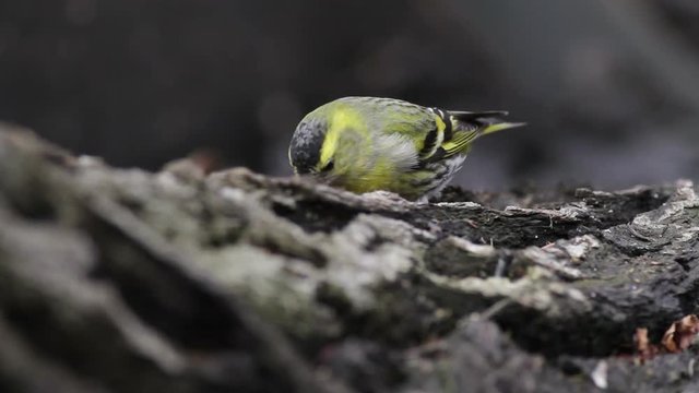 Eurasian siskin on tree