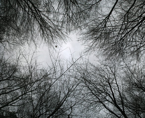 looking up at bare tree branches