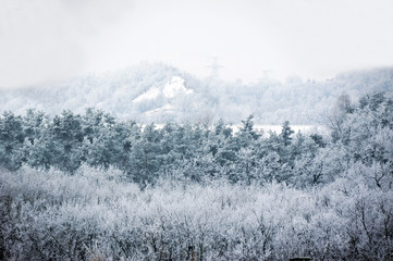 Winter forest with hoarfrost in blue tone