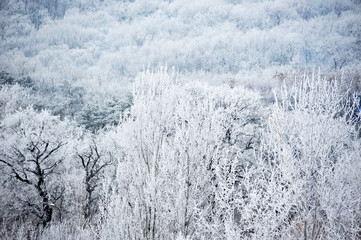 Winter forest with hoarfrost in blue tone