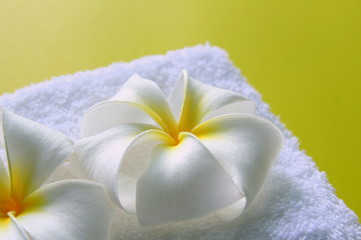 Fototapeta na wymiar White towel with flowers of plumeria on the yellow background for spa theme.