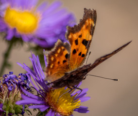 Jemez Butterflies 4