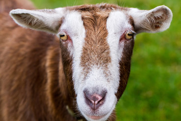 Naklejka na ściany i meble Close-up of goat over green background in Ireland