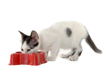 Obraz premium cat eating on white background
