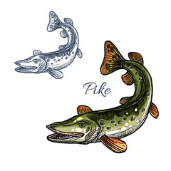 Pike fish vector isolated sketch icon