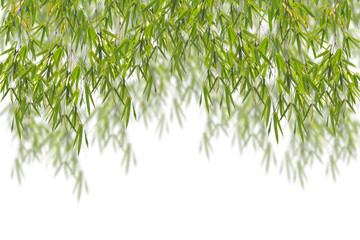 Green bamboo leaf for design and background.