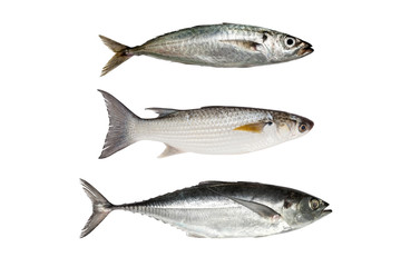 horse mackerel ,Grey Mullet or flathead mullet ,torpedo scad (Finny scad, Finletted mackerel scad) isolated on white background.