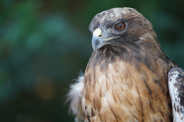 Beautiful Hawk Portrait
