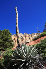agave stalk