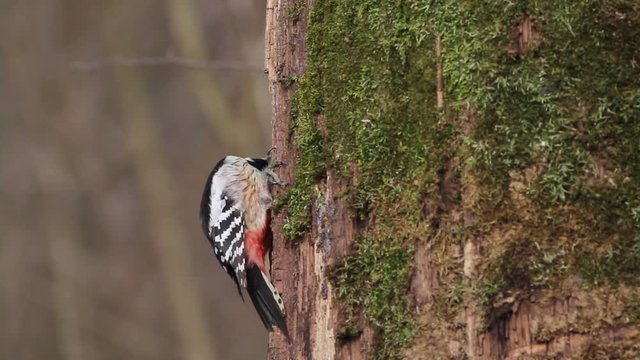 Middle Spotted woodpecker on tree
