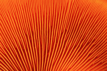 orange mushroom gills © Tom