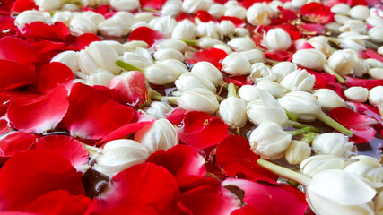 Background jasmine and roses used in perfume during the Songkran festival in Thailand