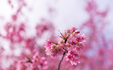 cherry blossom in spring time, sakura