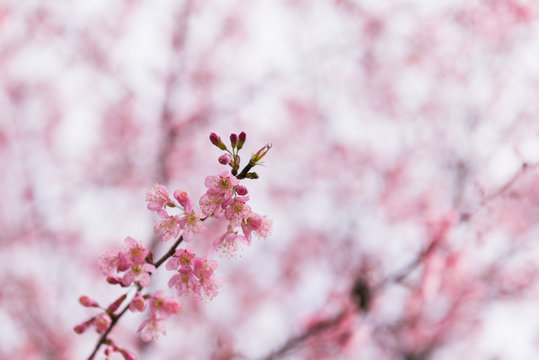 cherry blossom in spring time, sakura