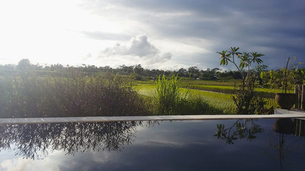 UBUD, BALI, INDONESIA. Rice Field.
