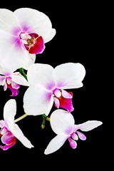 Fototapeta na wymiar White Orchid Plant