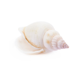 Sea shell isolated