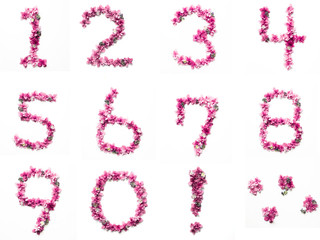 花で作った数字

