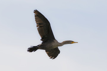 Bird cormorant flying at the Los Angeles River