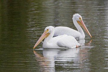 Birds pair of white pelicans floating on Los Angeles River
