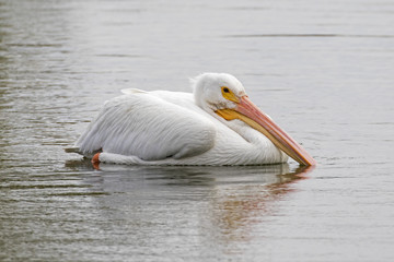 Bird pelican floating on Los Angeles River