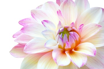 Close up of white pink dahlia flower on white background