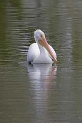 Bird white pelican floating down river