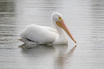 Bird white pelican floating on the Los Angeles River