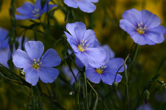 Fototapeta Blue flowers of flax./Blue flowers of decorative linum austriacum and its runaways on a difficult background.