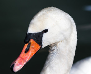swan's head