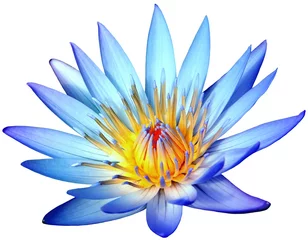 Fotobehang Lotusbloem Bloeiende blauwe lotusbloem geïsoleerd op witte achtergrond
