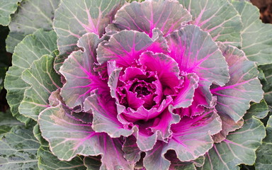 Ornamental Kale.