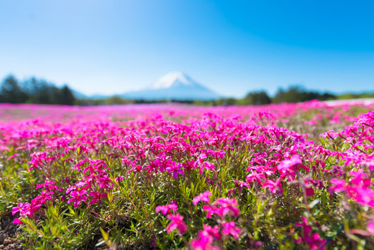 Mount Fuji and Moss Phlox Flowers,Spring Landscape,in Yamanashi,Japan